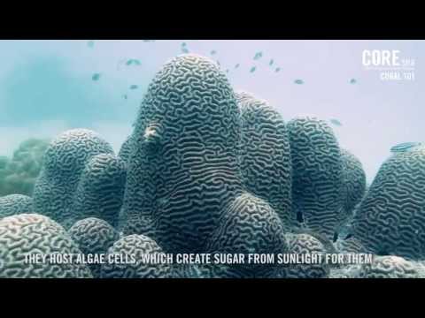 What causes sedimentation on coral reefs?