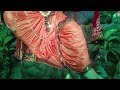 the jungle theme sailor balganesh mandal save nature ganesh darshan 2024 surat ganesh ustav