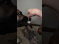 Belgian malinois Viira steals cat toy