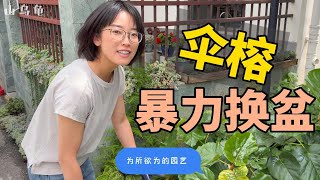 「山烏龜」露養就是可以為所欲為｜傘榕｜山烏龜的園藝記錄