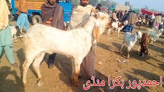 احمدپور شرقیا بکرا منڈی میں ہوۓ کمال کے بکرو کے سودے|goatfarming |animals |goat |alsyedgoat farm