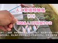 人工繁殖鳑鲏鱼 之 鳑鲏鱼人工授精操作方法