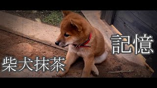 Memory 　あの頃を決して忘れない【柴犬 抹茶】【Shiba Inu】