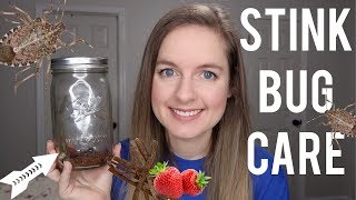 Stink Bug Care & Setup