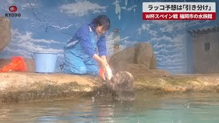 【速報】ラッコ予想は「引き分け」 W杯スペイン戦、福岡の水族館