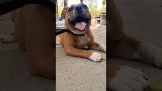 American #bully#viralvideo  #america#dog#dangerous #viral #shorts #subscribe to my channel,,,