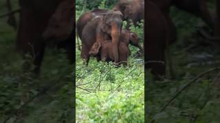 WILDHORN  #shorts #wildelephant #shortvideo തുമ്പികൈ ഇല്ലാത്ത ആനകുട്ടി ¡¡¡