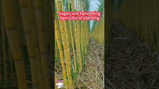 Sugarcane planting harvest, golden, crisp sweet delicious, shiny。甘蔗種植收穫，金燦燦的，脆甜好吃，光澤靚麗