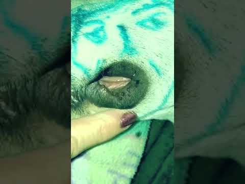 Biscuit gets a voice over Biscuit gets a voice over