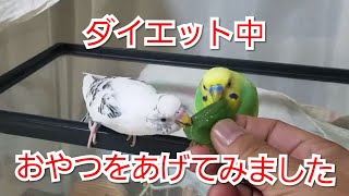 インコに大好きな小松菜をあげました