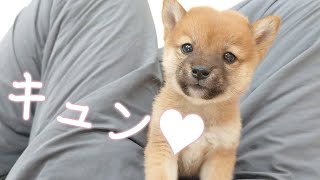 【豆柴】子犬　11/23　男の子♂1　摂州宝山荘　mameshiba dog Puppy （mame shiba inu)