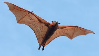 Are Bats Flying Primates?