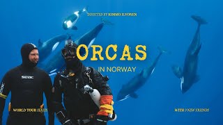 Diving With Orcas In Norway