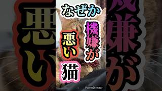 ご機嫌ナナメな猫　#shorts#猫の気持ち#猫のいる暮らし