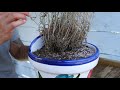 Under watered Lavender: Top Tips!! - Lavender World