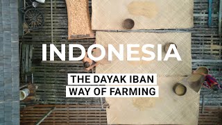 The Dayak Iban Way of Farming - Trailer