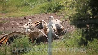 Liberazione di 12 grifoni spagnoli a Monte Minerva in Sardegna