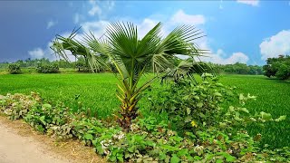 বাংলাদেশের গ্রামের দৃশ্য। Village Beautiful Scenery of Bangladesh. গ্রাম বাংলার দৃশ্য