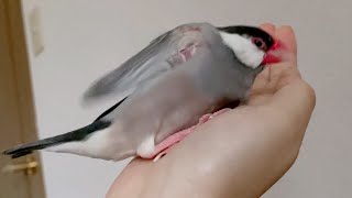 寝ている文鳥の頭を支えている指を離すと…    java sparrow