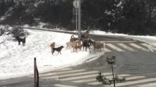 Dogs fighting(qent kacafyten)