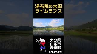 湯布院の水田タイムラプス（大分県由布市湯布院）2024/06/01