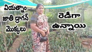 డ్రాగన్ ఫ్రూట్ మొక్కలు రెడీగా ఉన్నాయి | వియత్నాం డ్రాగన్ మొక్కలు | జంబో డ్రాగన్ |Dragon Fruit Plants