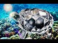 Download How to place crystal tortoise in home and office In Mp4 3Gp Full HD Video