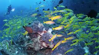 ビューティフルな魚群 ～キンセンフエダイ群れ～ Beautiful school of fish. The diving at Similan.