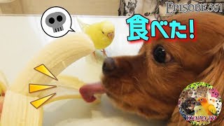 友達を食べられてキレるお喋りセキセイインコのピーちゃん561　Budgie got angry when a dog eats a friend.