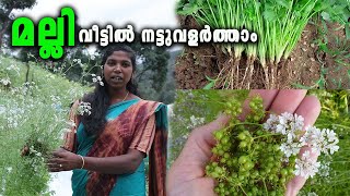 വീട്ടിൽ മല്ലി വളർത്താം .. ഈസി ആണ് Growing Coriander at Home - Agri Tips malayalam