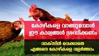 chickens do not need to be vaccinated | #കോഴികൾ വാങ്ങുമ്പോൾ ഈ കാര്യങ്ങൾ ശ്രദ്ധിക്കുക |Poultry Media