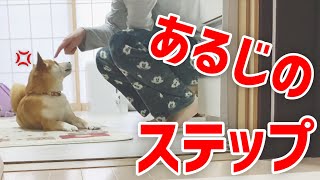 【柴犬こむぎ】あるじの○○が許せなかった日の里山ジブリ【あるじのステップ】