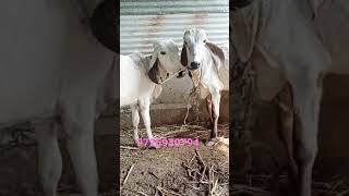 #krishna_gir_farm_9725930794#cow#lildi