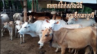 ការចាក់វ៉ាក់សាំងការពារជំងឺសារទឹកគោក្របី, Cattle vaccination