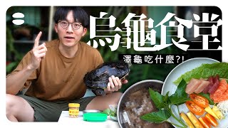 烏龜吃什麼，不可能還吃生魚片吧？！#澤龜 #斑龜 #食物