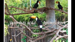 上海 Vlog. 5 | 去上海野生動物園的一天！  | 台生交換日常