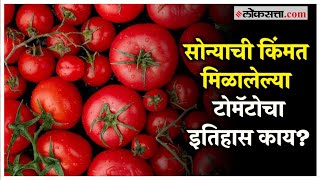 Loksatta Podcast: भारतात टोमॅटो आला कुठून? कधी?; टोमॅटोच्या इतिहासाबद्दल जाणून घ्या | Tomato History