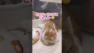 【ひたすらに眠い🥱】飼い主がくしゃみをしてもちょっかいを出してもどーしても寝ちゃううさぎが可愛い😂❤️❤️#shorts