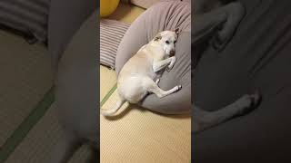 犬もダメにするソファ