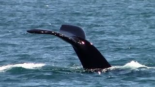 7.24.15 Humpback Whales #BigBlueLive #Monterey #Travel #Adventure