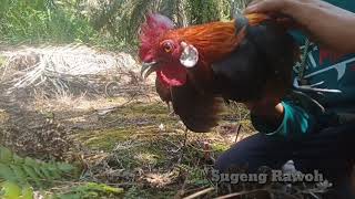 MANTAP...  Tapau tercepat || mikat ayam hutan