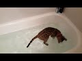 f2 savannah cat going swimming