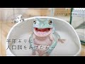 コオロギ食のカエルとレオパに、半年ぶりに人口餌をあげたら…【イエアメガエル飼育Vlog】