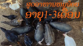 ສູດອາຫານຫມູນ້ອຍອາຍຸ1-3ເດືອນ