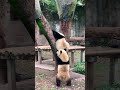 The two Panda brothers playing and fighting together || China Kungfu Panda || Tobridge China Life