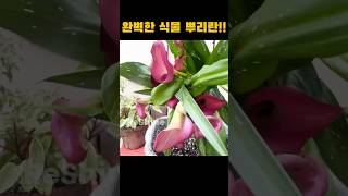 분갈이의 정석_완벽한 뿌리 상태는 이렇다!#식물관리 #plants #garden