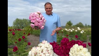 Сара Бернар: корисні поради по вирощуванню півоній 😍🌺