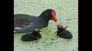 Part 55 My Weekend...Is a Moorhen a duck?