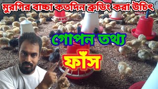 মুরগির বাচ্চা কতদিন ব্রুডিং করতে হয় | মুরগির ব্রুডিং পদ্ধতি | মুরগির বাচ্চা ব্রুডিং করার নিয়ম