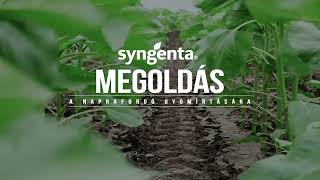 Listego Pro - Megoldás a napraforgó gyomírtására | Syngenta